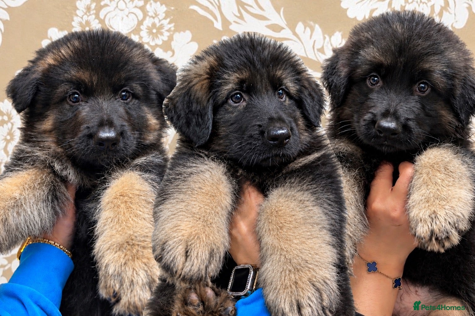 German Shepherd dogs Exceptional Long-Haired German Shepherd Puppies - Advert 1