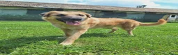 Mixed Breed dogs for adoption: Ruby for adoption!  in Brackley - Advert 15