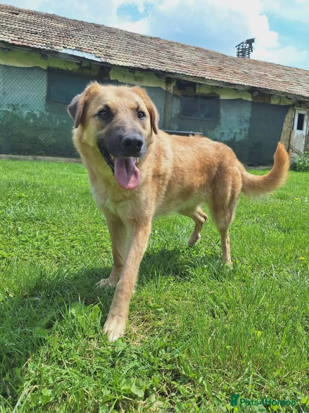 Mixed Breed dogs for adoption: Ruby for adoption!  in Brackley - Advert 15