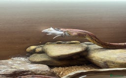Corn Snake reptiles for sale: Adult corn snake plus enclosure - Image 5