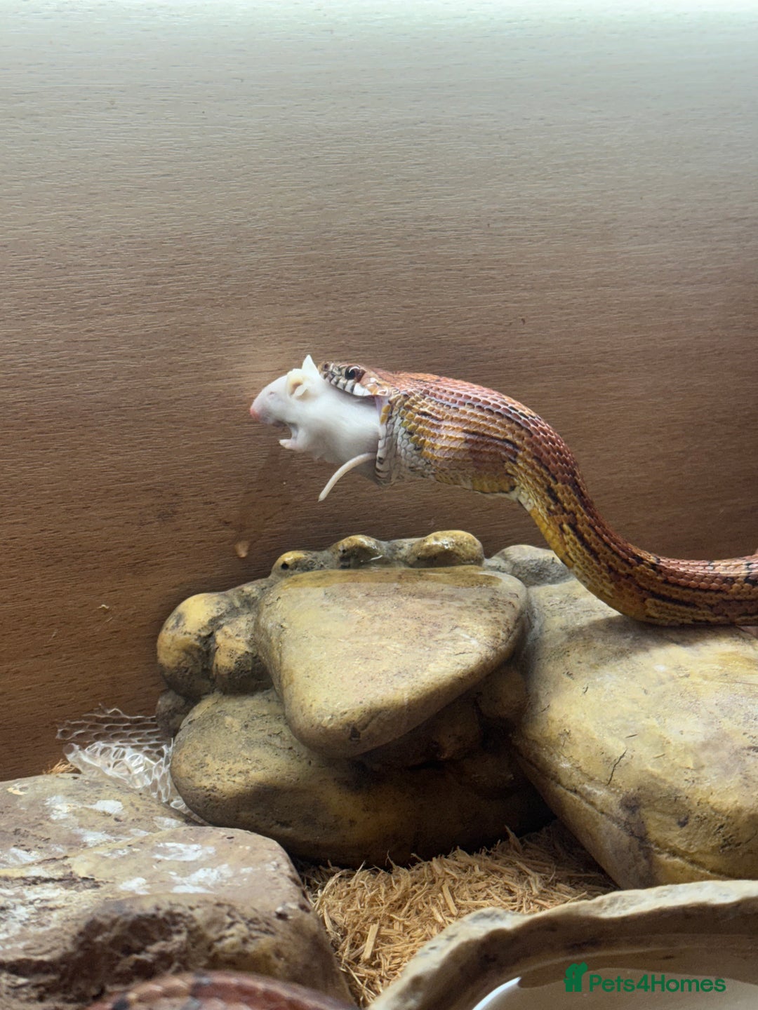Corn Snake reptiles for sale: Adult corn snake plus enclosure - Image 5