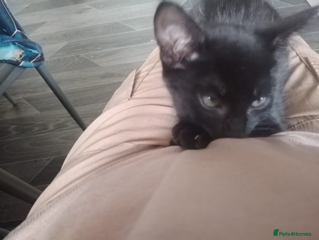 British Shorthair cats for sale: Little boy ready to leave now  - Image 2