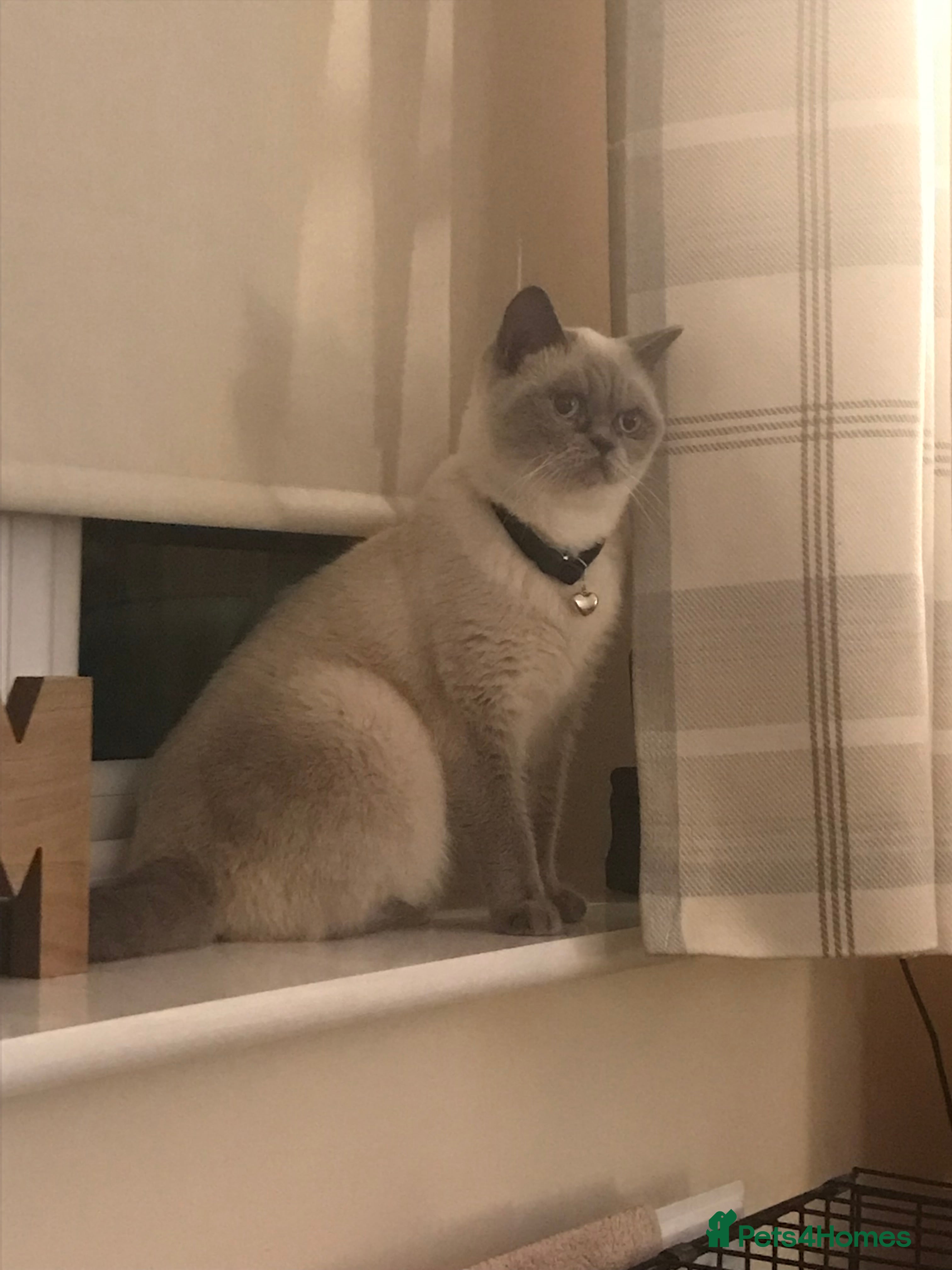 British Shorthair cats 3 little boys  - Advert 2