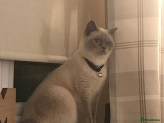 British Shorthair cats 3 little boys - Advert 2