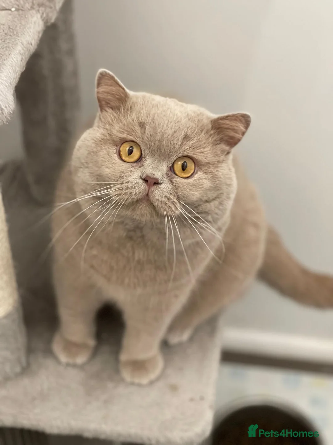 British Shorthair cats for stud: Fawn Male available for stud duties - Advert 3