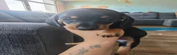 Miniature Dachshund dogs for sale: 4 beautiful Dachshund puppies - Advert 3