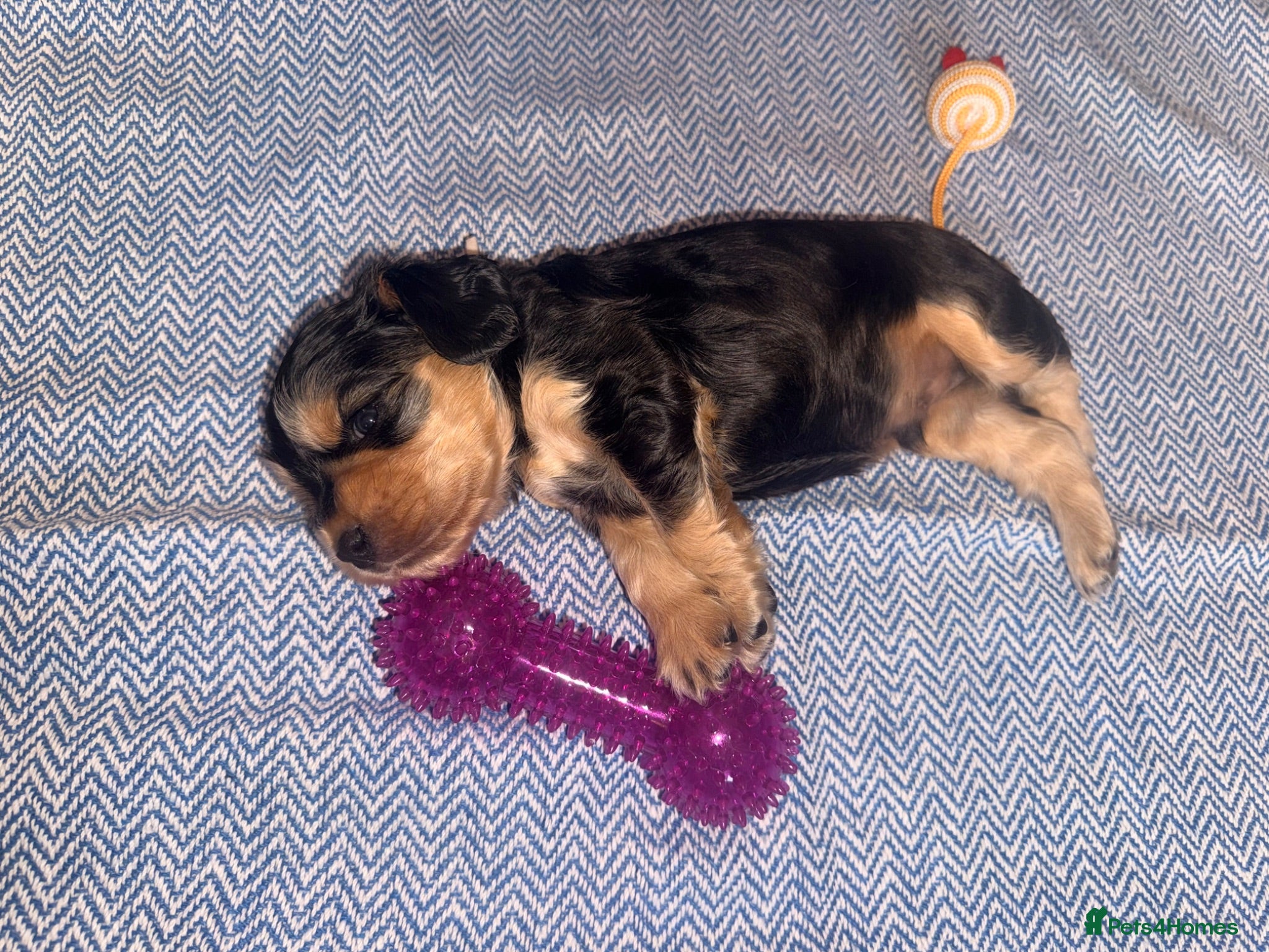 Cocker Spaniel dogs KC registered Black & Tan Sable Boy 🩵 - Advert 2