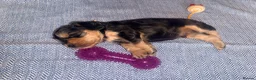 Cocker Spaniel dogs for sale: KC registered Black & Tan Sable Boy 🩵 - Advert 11