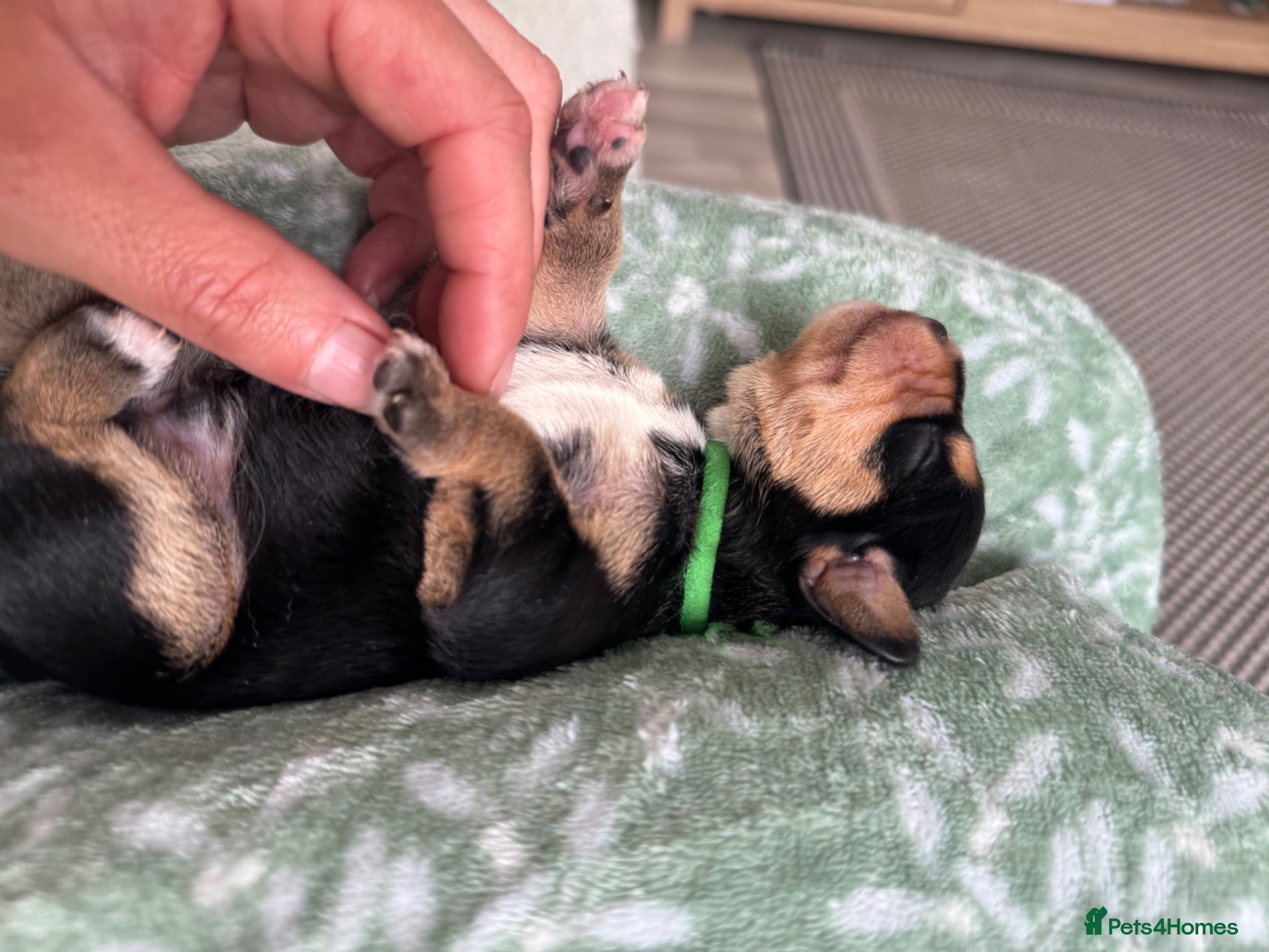 Mixed Breed dogs King Schnauzer (Cavalier, Cross mini Schauzer)  - Advert 1
