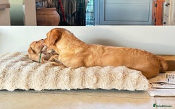 Labrador Retriever dogs for sale: Gorgeous Labrador Puppies - Advert 3