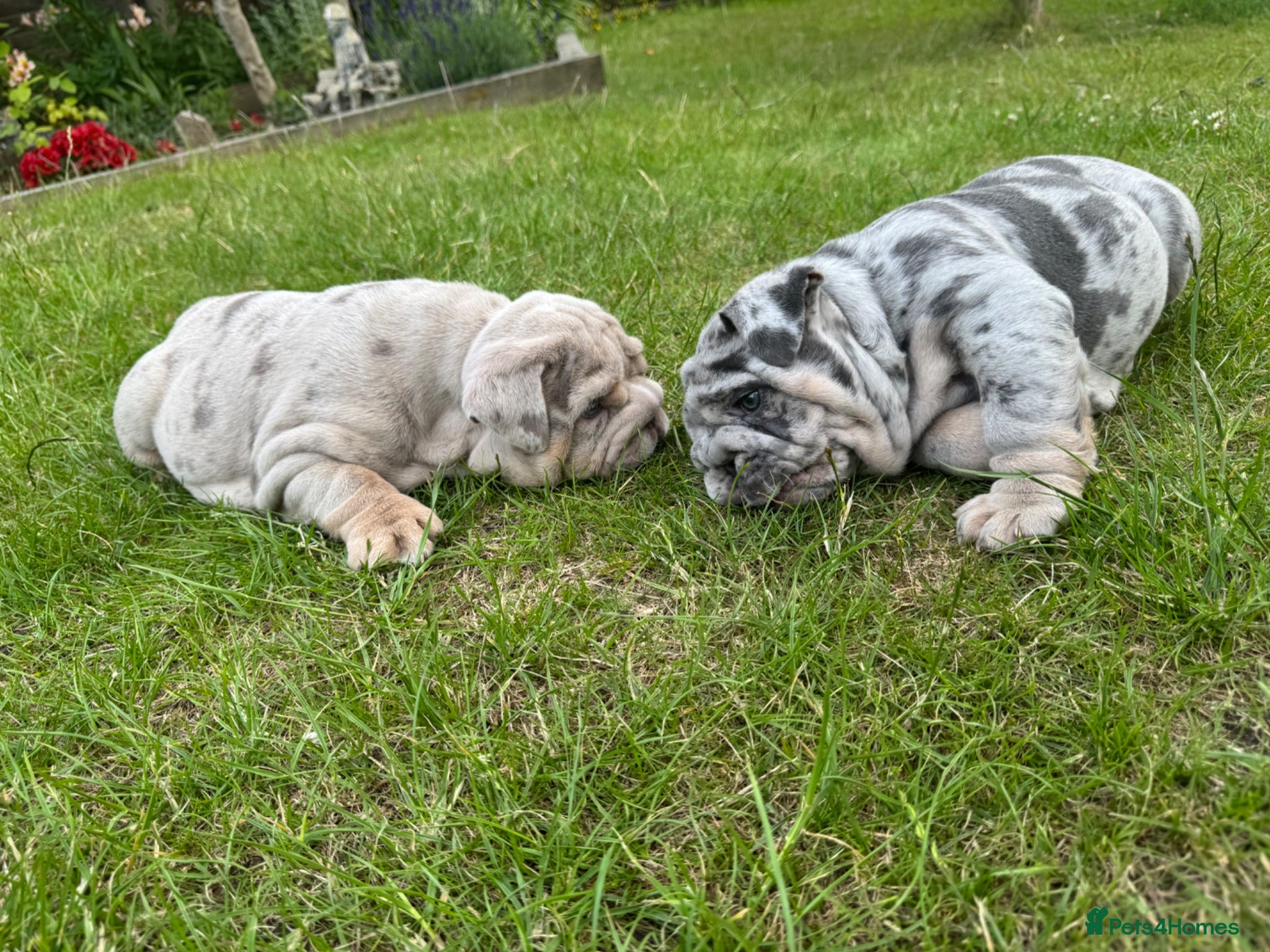 English Bulldog dogs Top Quality English Bulldog Pups Not Your Usual  - Advert 3