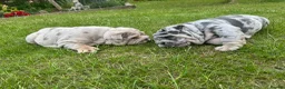 English Bulldog dogs for sale: Top Quality English Bulldog Pups Not Your Usual  in Colchester - Advert 2