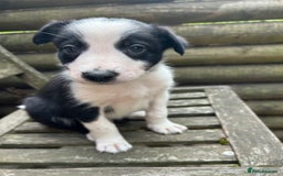 Mixed Breed dogs for sale: Border collie cross/bearded collie puppies  - Image 24