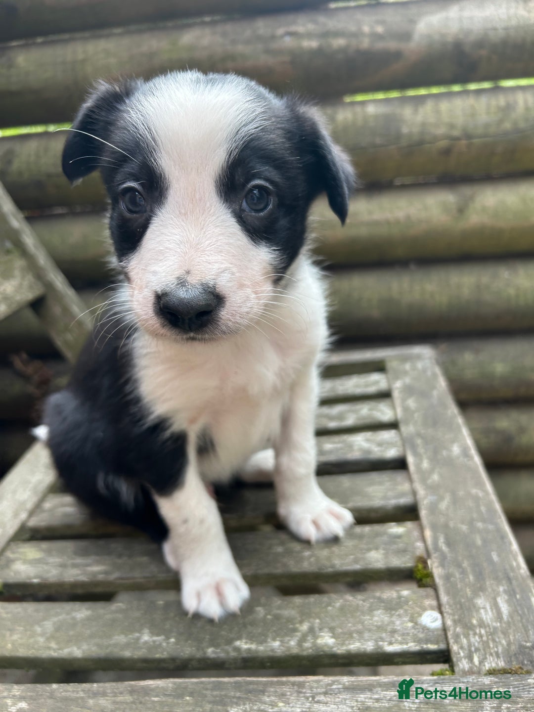 Mixed Breed dogs for sale: Border collie cross/bearded collie puppies  - Image 24