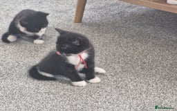 British Shorthair cats for sale: British Shorthair Mix Kittens - Image 19