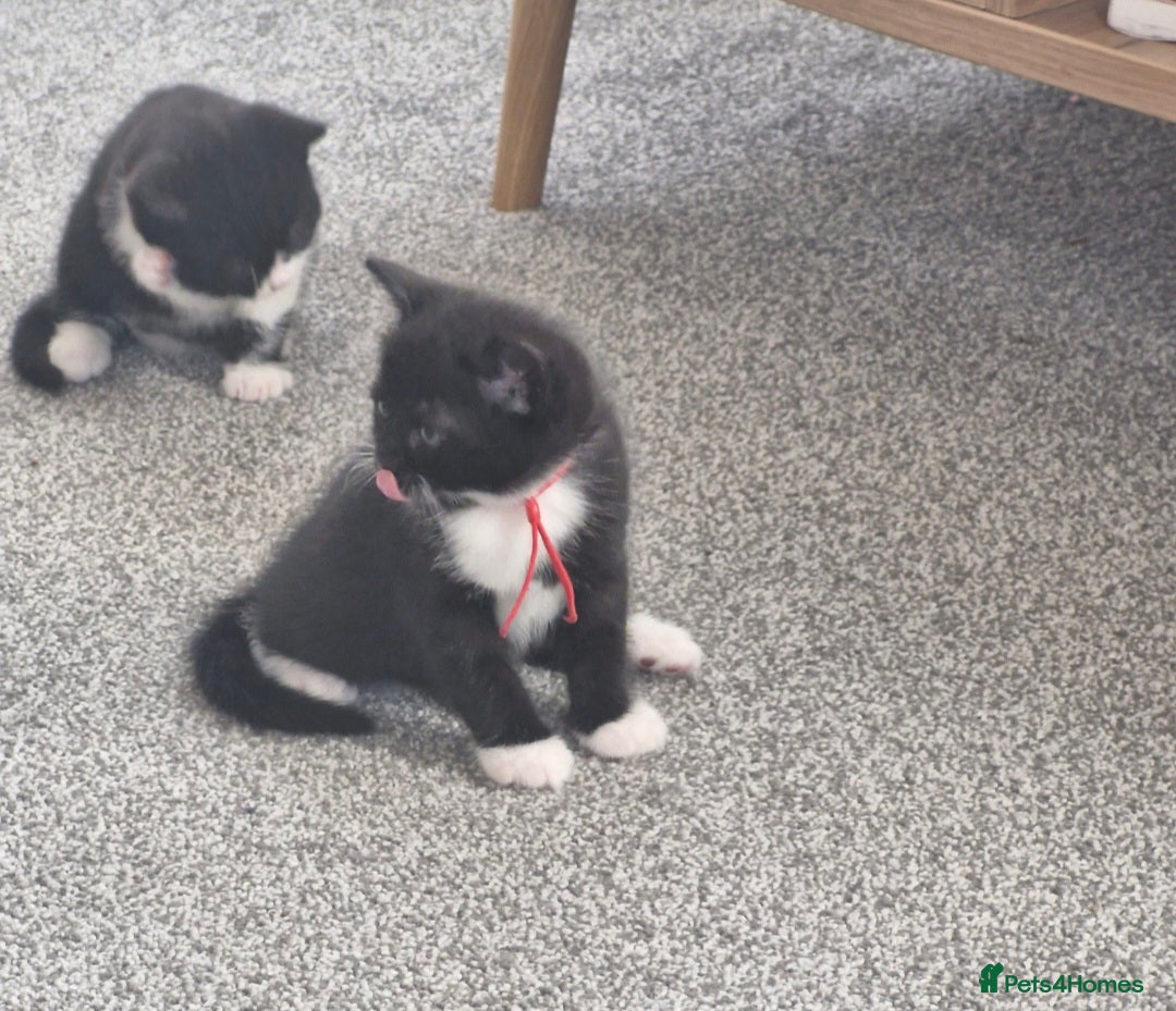 British Shorthair cats for sale: British Shorthair Mix Kittens - Image 19