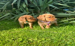 Mixed Breed dogs for sale: Beautiful litter of Golden Irish Puppies  - Image 9