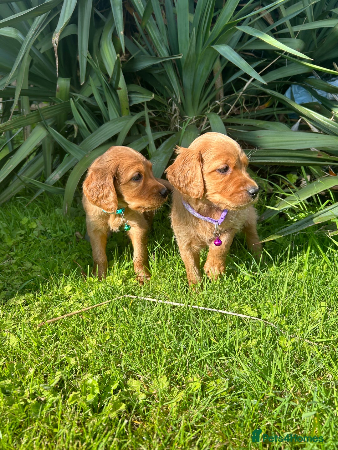 Mixed Breed dogs for sale: Beautiful litter of Golden Irish Puppies  - Image 9