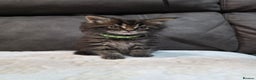 Maine Coon cats for sale: Maine Coon Kittens - Advert 4