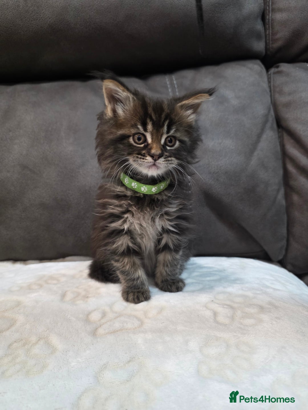 Maine Coon cats for sale: Maine Coon Kittens - Advert 4