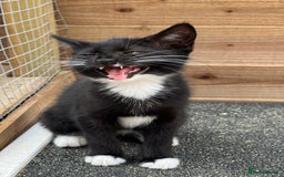 Domestic Shorthair cats for sale: Rescued kittens  - Image 4