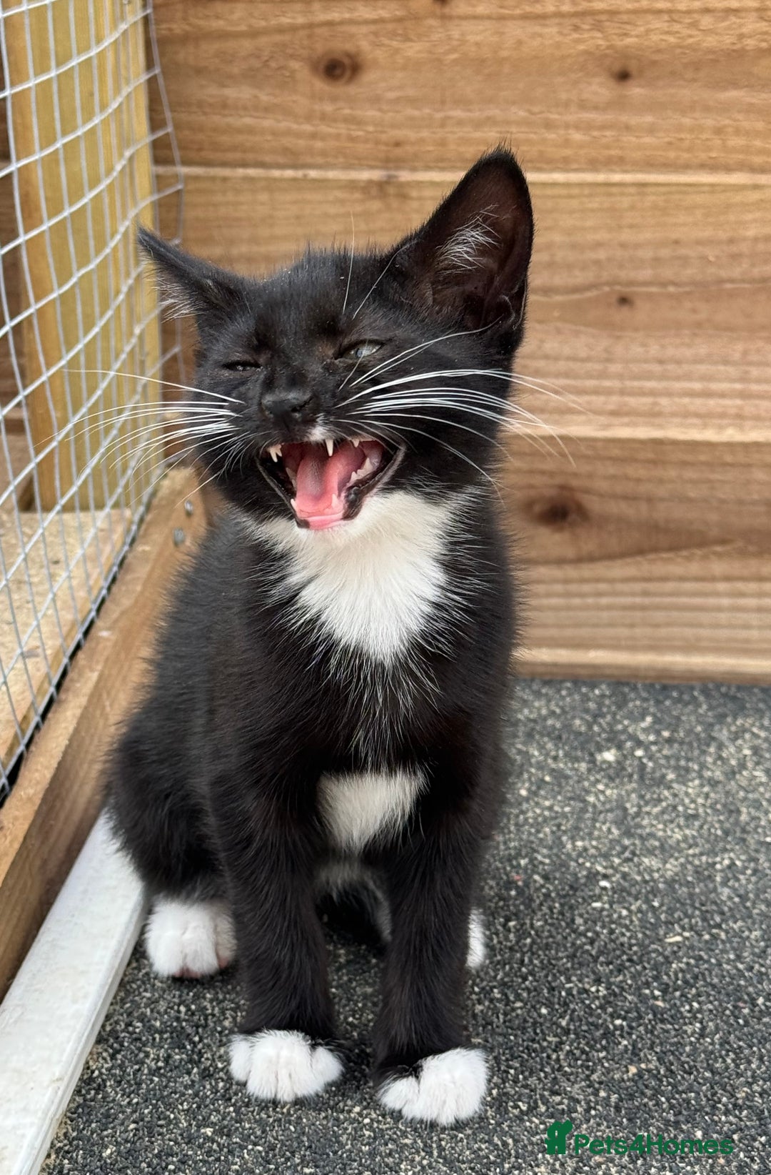 Domestic Shorthair cats for sale: Rescued kittens  - Image 4