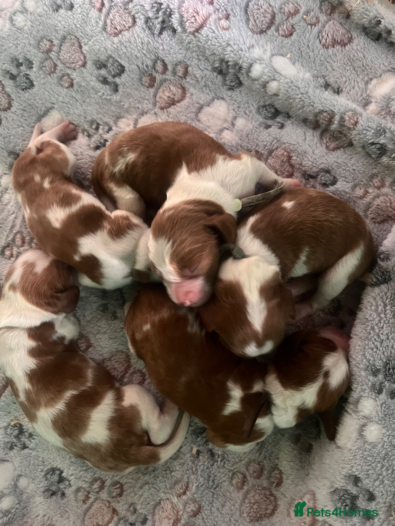 Welsh Springer Spaniel dogs Welshie 🏴󠁧󠁢󠁷󠁬󠁳󠁿 pups health tested parents  - Advert 1