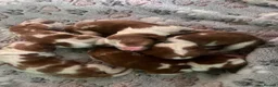 Welsh Springer Spaniel dogs for sale: Welshie 🏴󠁧󠁢󠁷󠁬󠁳󠁿 pups health tested parents  - Advert 3