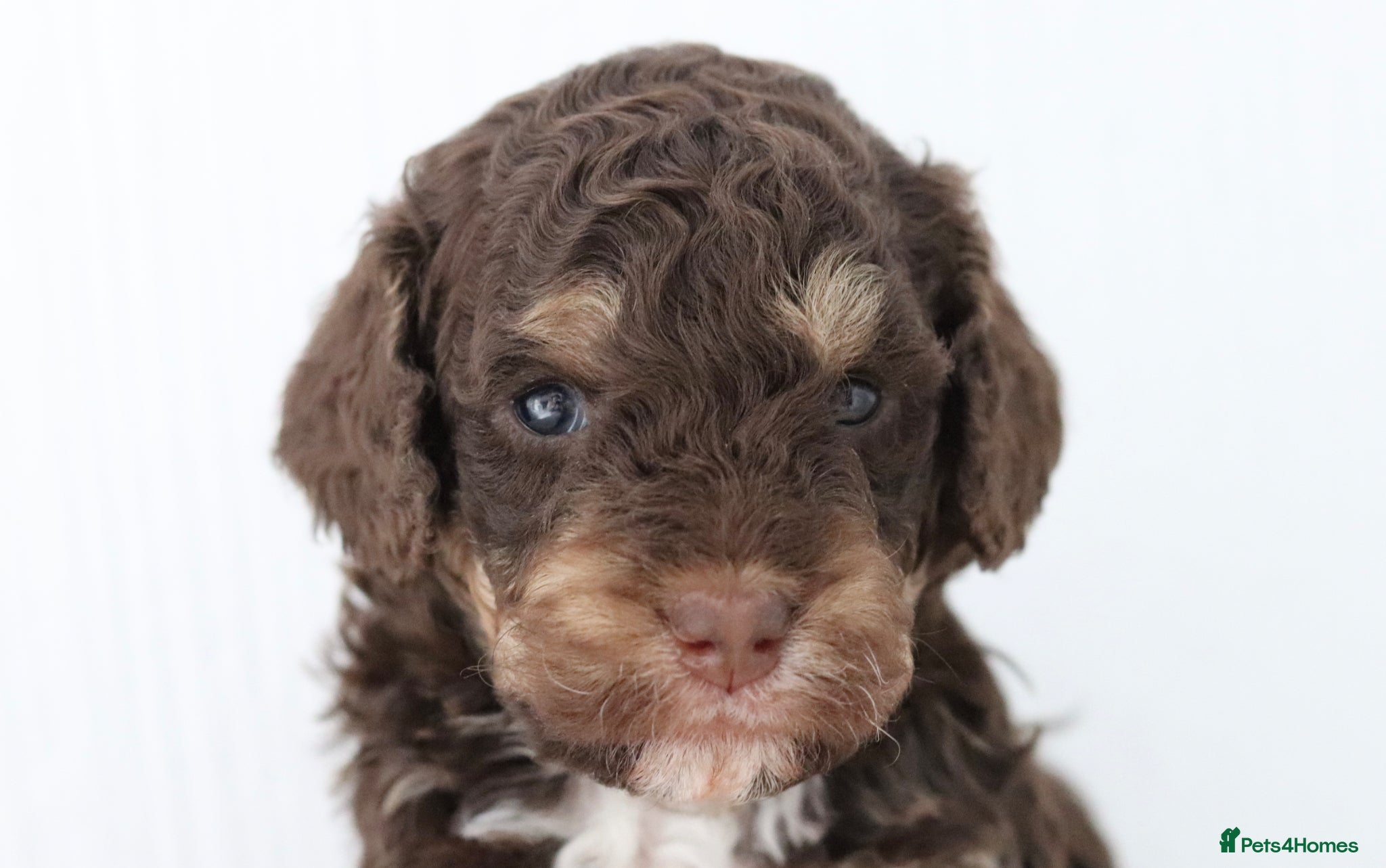 Cockapoo dogs Stunning Merle & phantom cockapoo litter - Advert 5