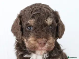 Cockapoo dogs Stunning Merle & phantom cockapoo litter - Advert 5