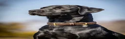 Labrador Retriever dogs for sale: KC Labrador Puppies - Licensed Breeder READY NOW - Advert 9