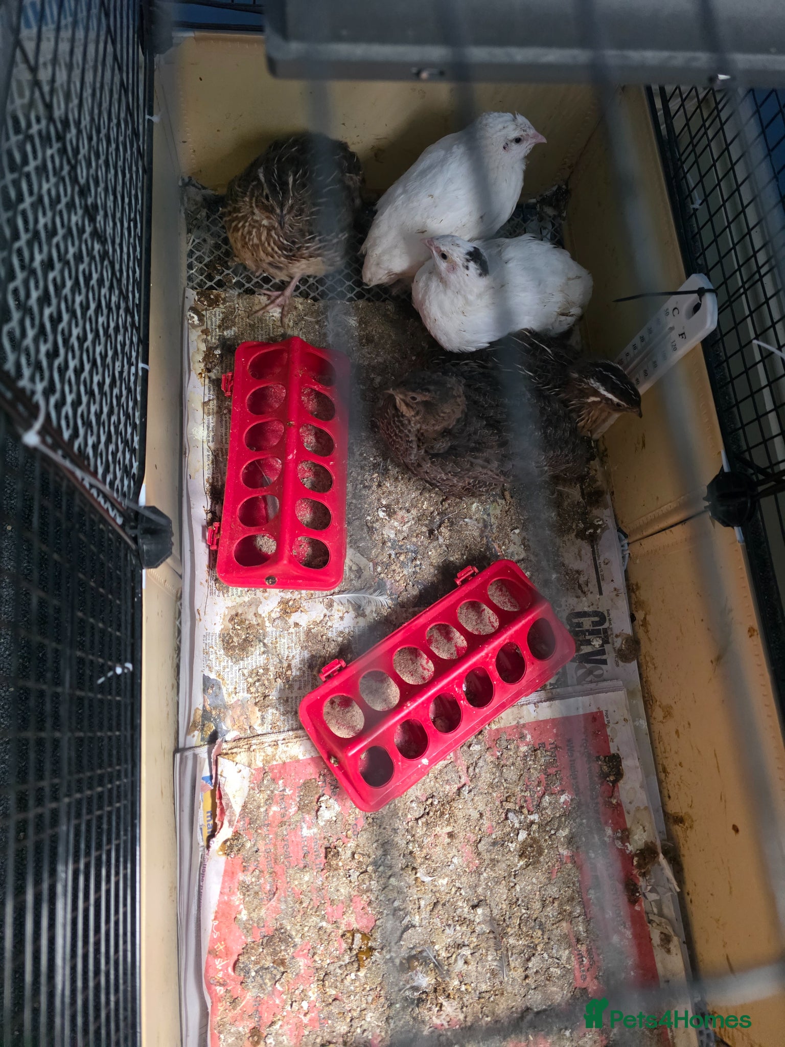 Quail poultry X6 courtnix quails - Advert 1