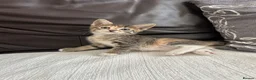 Mixed Breed cats for sale: Beautiful Kittens - Advert 25