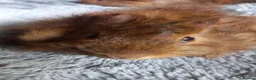 Guinea Pig rodents for sale: Baby Guinea Pigs for Sale - Ready Now. - Advert 7