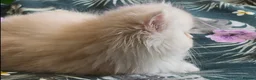 Persian cats for sale: Stunning Cream Male Persian Kitten  in Bangor - Advert 9
