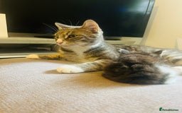 Mixed Breed cats for sale: 6 Stunning kittens ready now! 🤍 🐈 🤍 - Image 15