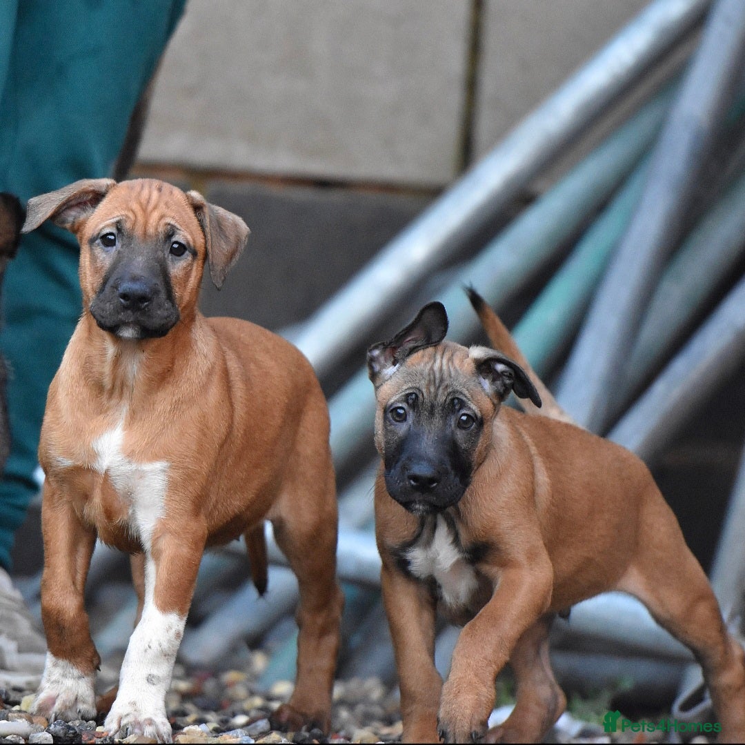 Mixed Breed dogs Bullherders top working lines  - Advert 2