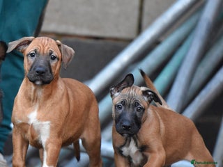 Mixed Breed dogs Bullherders top working lines - Advert 2