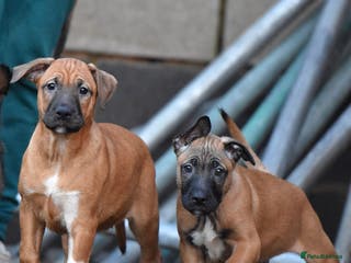 Mixed Breed dogs Bullherders top working lines - Advert 15