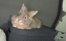 Lionhead rabbits for sale: Male lion head  in Liverpool - Image 1