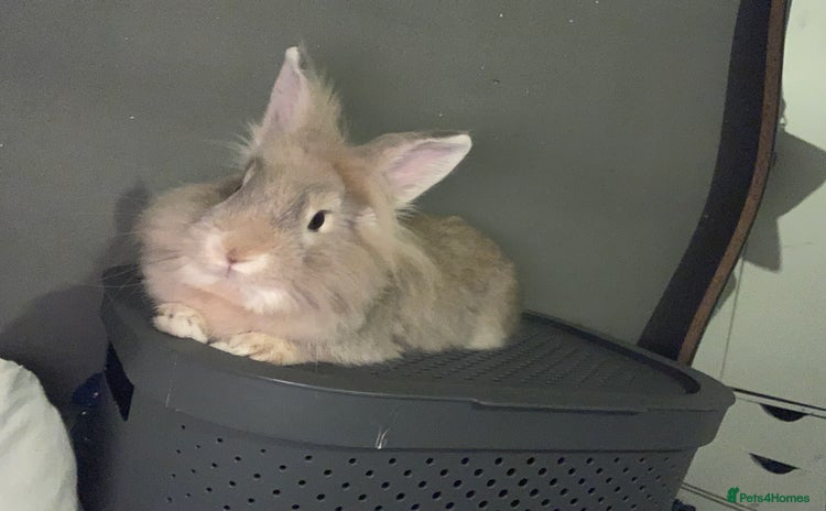 Lionhead rabbits in Liverpool - Advert 8