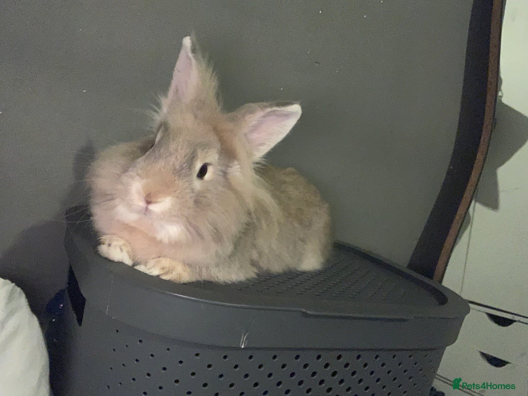 Lionhead rabbits for sale: Male lion head  in Liverpool - Image 1