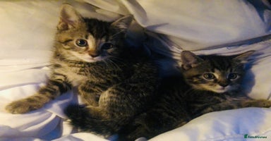 Mixed Breed cats - Advert 12