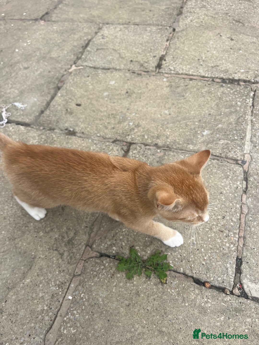 Bengal cats for sale: Cat no longer wanted  - Image 3