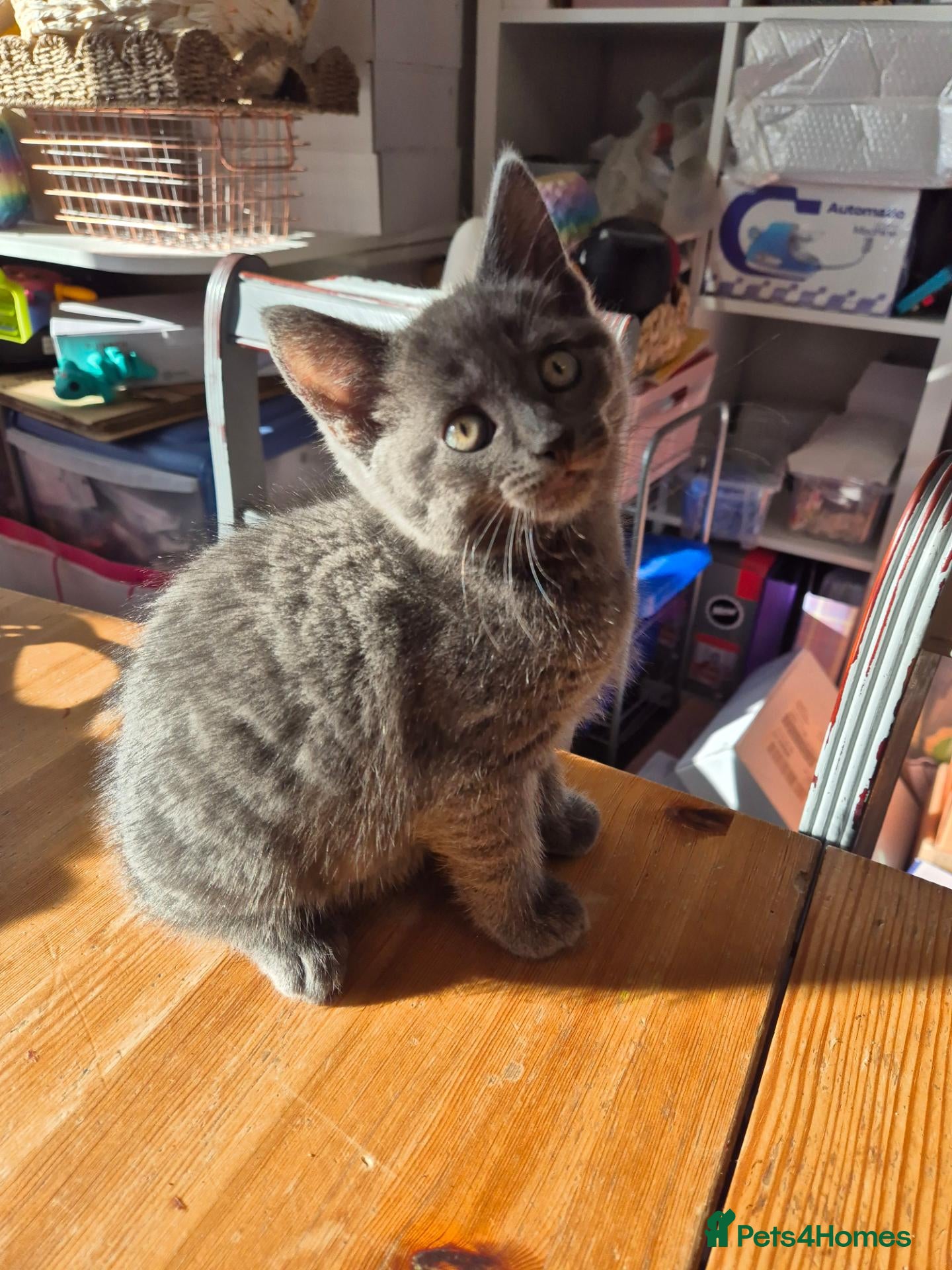 Mixed Breed cats 8 week old kittens Ginger Tom and Silver girl - Advert 2