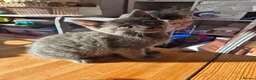 Mixed Breed cats for sale: 8 week old kittens Ginger Tom and Silver girl - Advert 2
