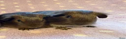Guinea Pig rodents for sale: Very cute babies - Advert 3