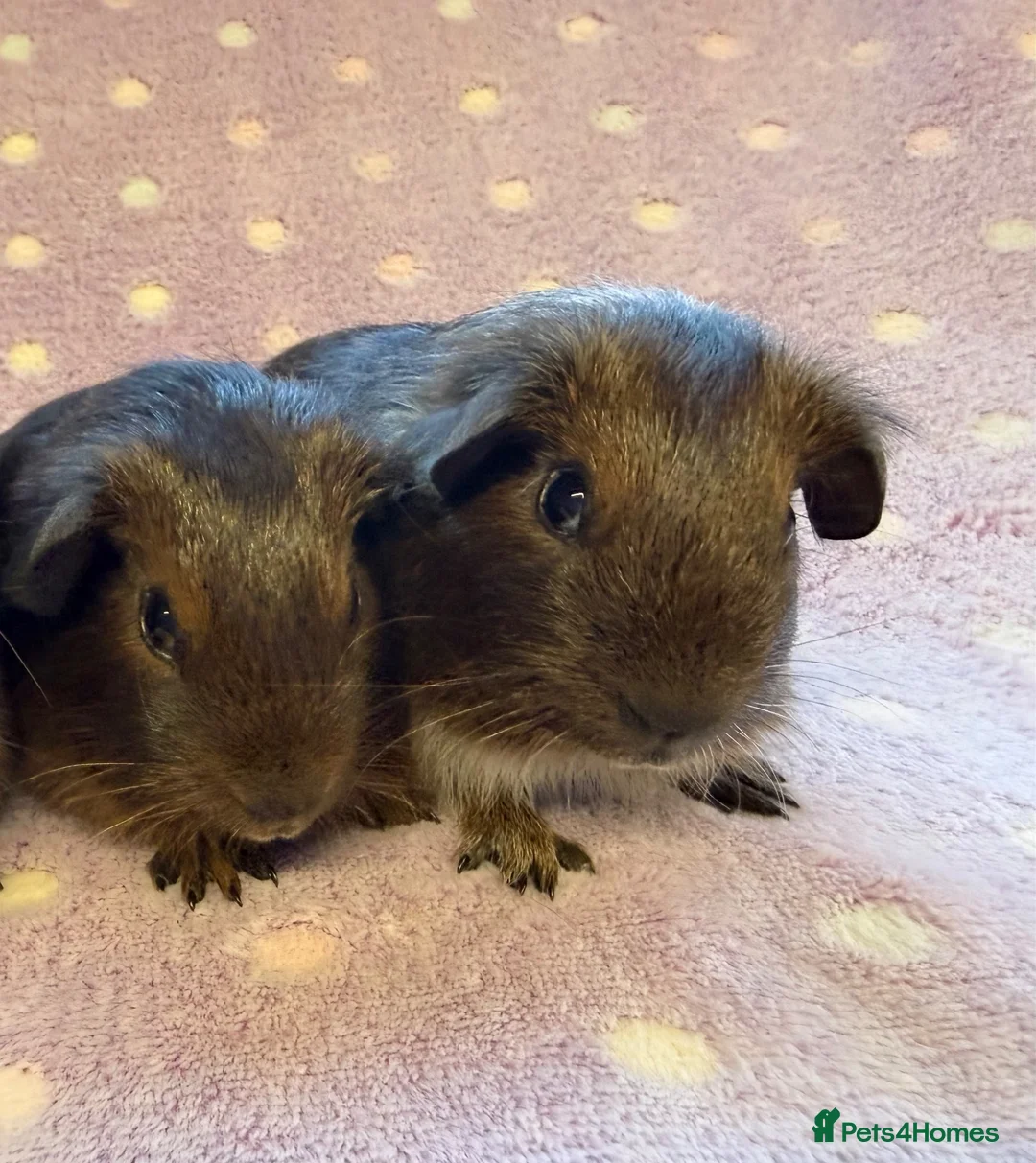 Guinea Pig rodents for sale: Very cute babies - Advert 3