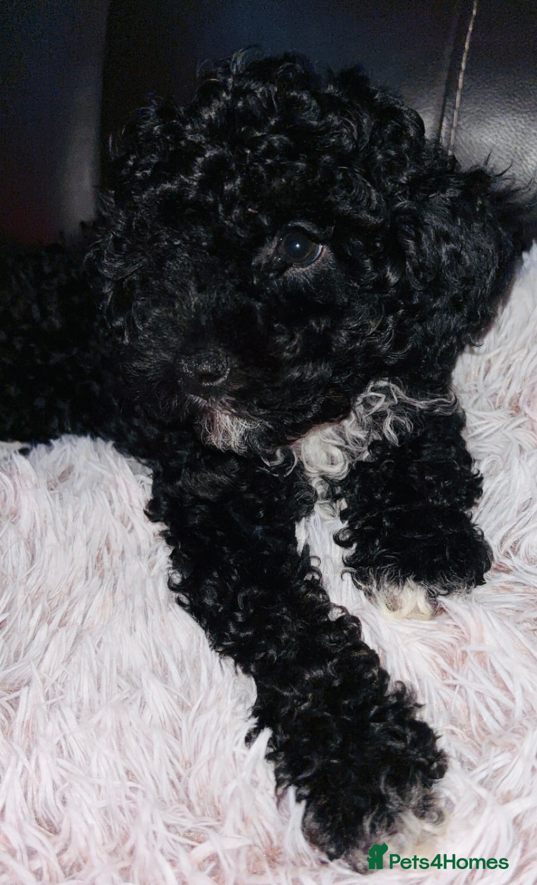 Cavapoo dogs for sale:  Cavapoo puppies  - Advert 18