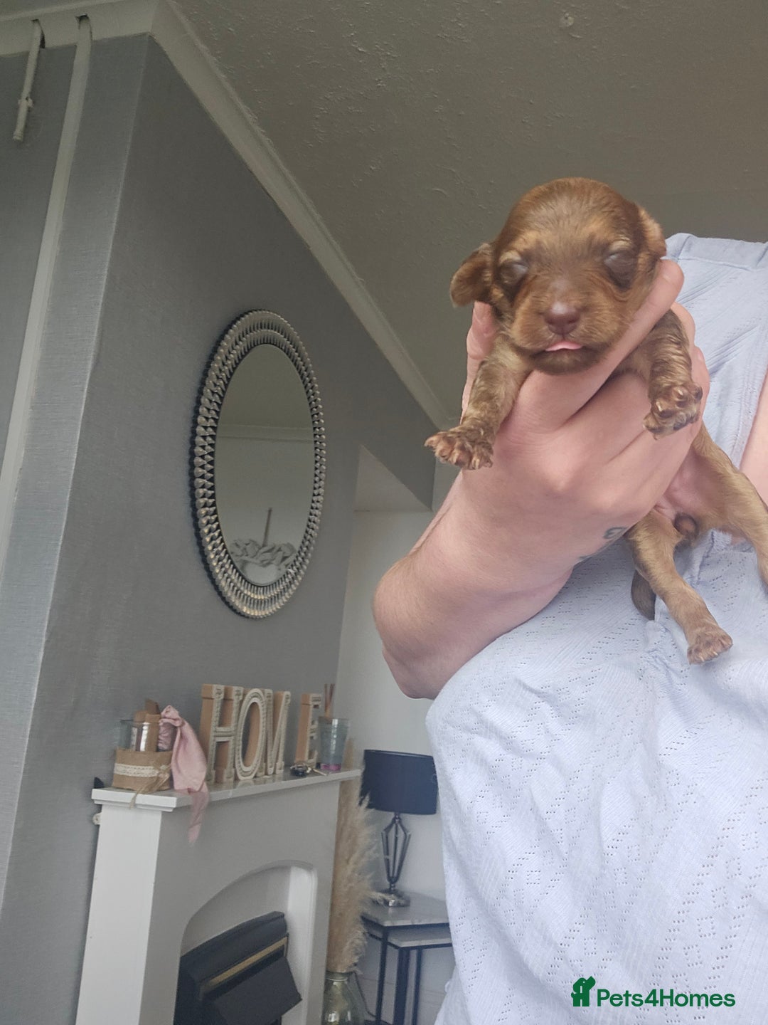 Cockapoo dogs for sale: Cockerpoo puppies - Image 6